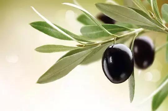 橄榄油护肤怎么用效果最好,橄榄油和玫瑰精油哪个护肤效果好