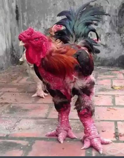 现在都还不知道?身边生物的寿命(饲养编)