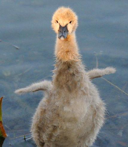 现在都还不知道?身边生物的寿命(饲养编)