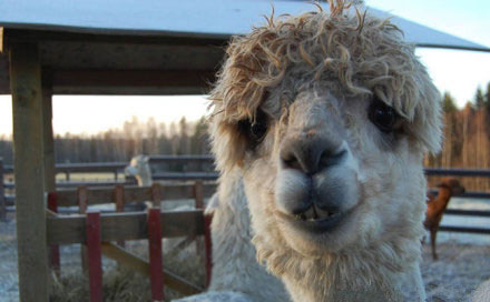 现在都还不知道?身边生物的寿命(饲养编)