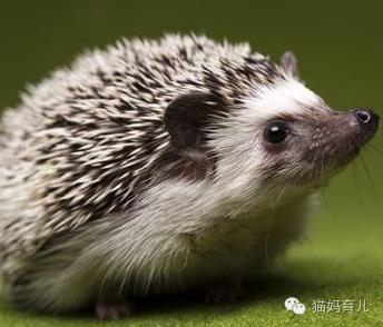 兔子与刺猬童话故事简笔画,小鸡球球和小刺猬简笔画