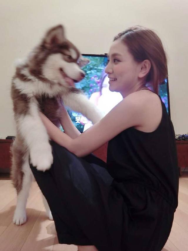 王思聪宠物狗链子,王思聪给爱犬戴项链