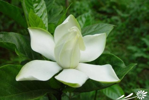 七夕节送栀子花,七夕有栀子花吗