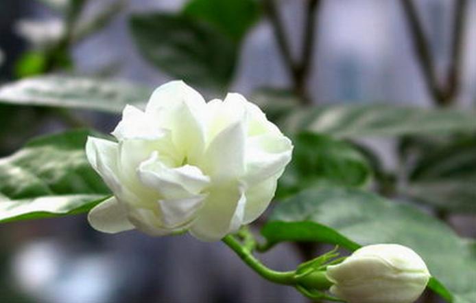 七夕节送栀子花,七夕有栀子花吗