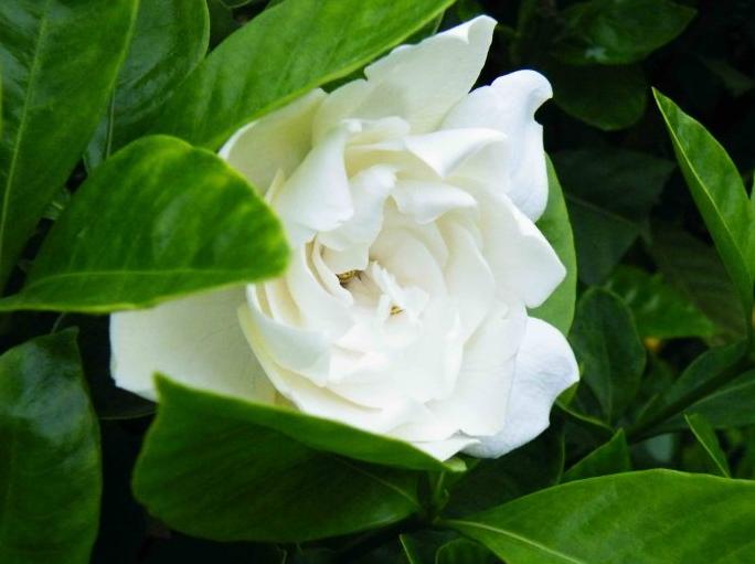 七夕节送栀子花,七夕有栀子花吗