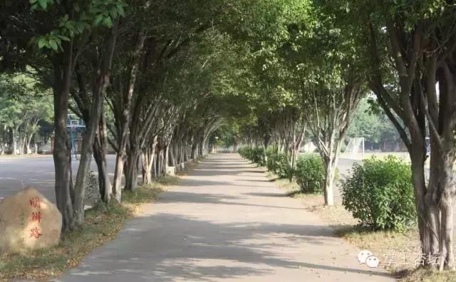 今年杏坛中学高中多少分,2019杏坛中学录取分数线