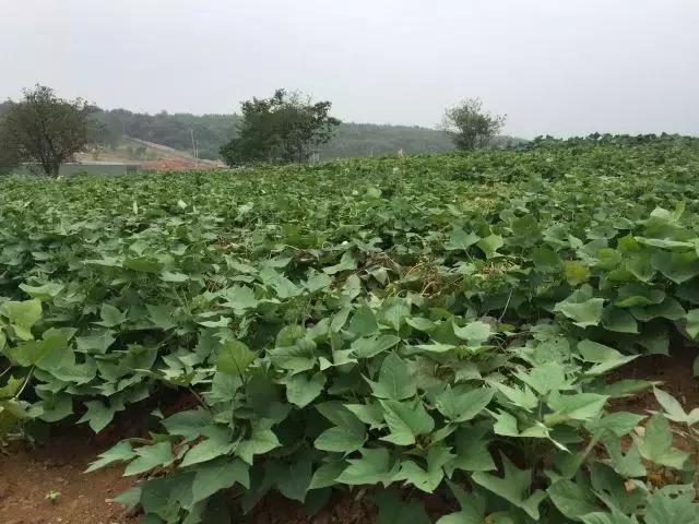 为什么淮南人喜欢当“地主”,看看地主如何管理地的!