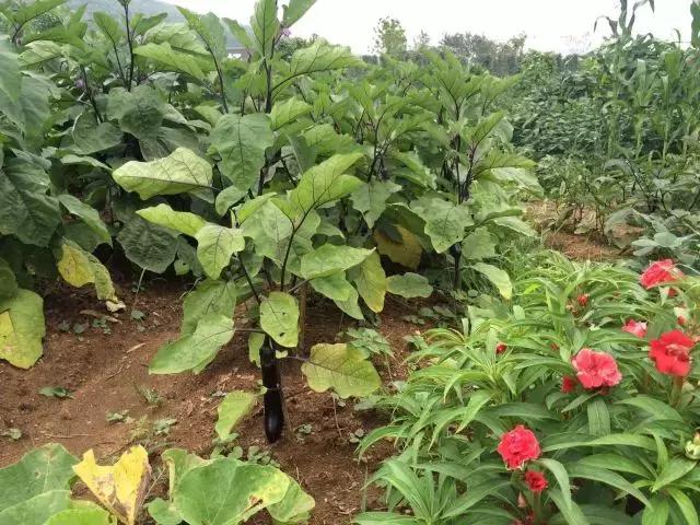 为什么淮南人喜欢当“地主”,看看地主如何管理地的!