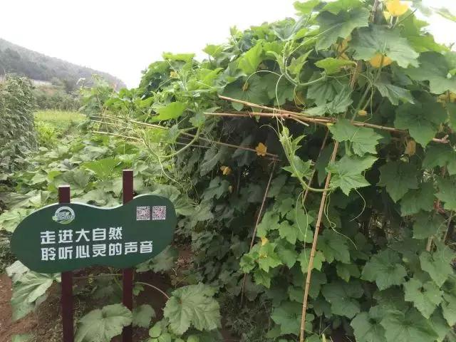 为什么淮南人喜欢当“地主”,看看地主如何管理地的!