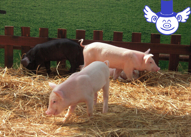 养猪多赚钱,养猪投入20万一年能赚多少钱