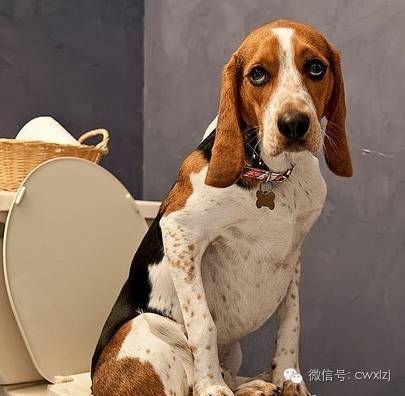 狗狗拉稀怎么办最有效的方法,狗狗拉稀了怎么办最快最有效