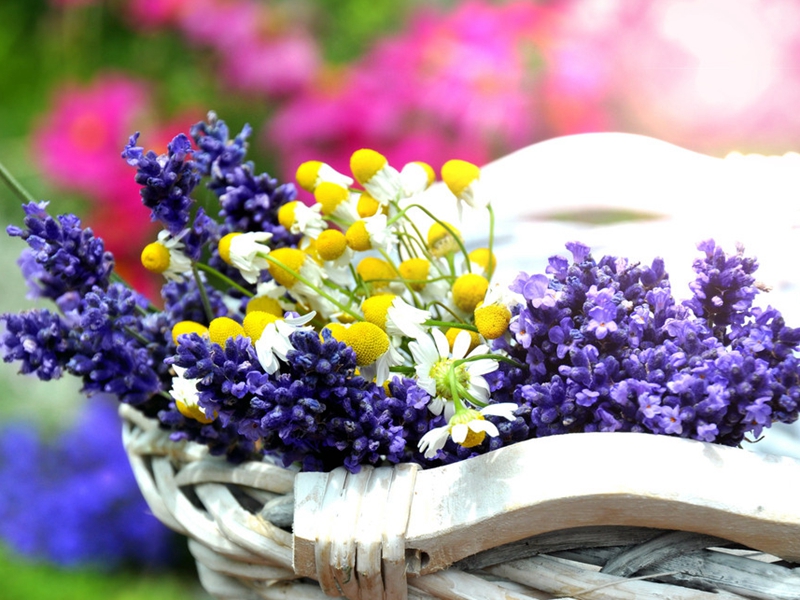 薰衣草扦插方法图解简单易学,已长花的薰衣草如何扦插