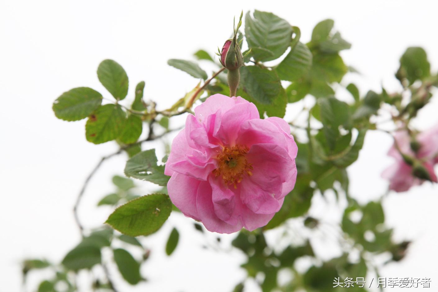 月季玫瑰蔷薇芍药牡丹的区别,蔷薇月季玫瑰区别是什么
