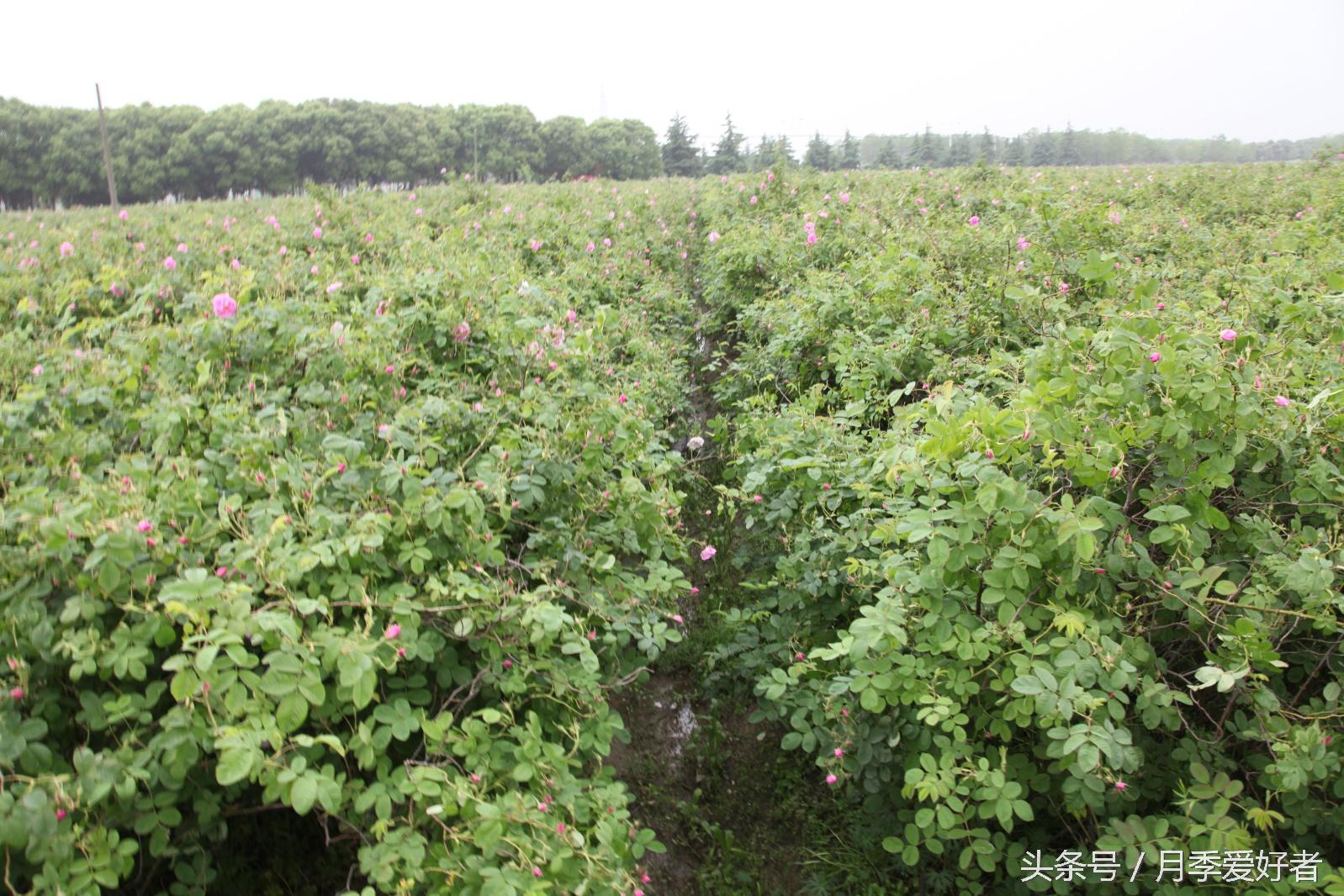 月季玫瑰蔷薇芍药牡丹的区别,蔷薇月季玫瑰区别是什么