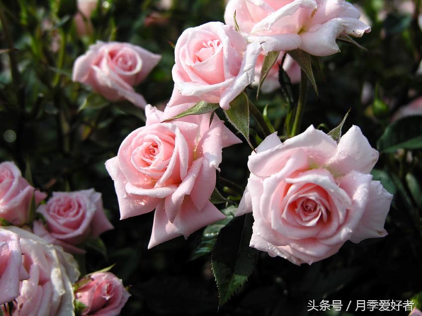 月季玫瑰蔷薇芍药牡丹的区别,蔷薇月季玫瑰区别是什么