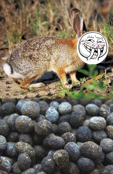 这些垃圾食品你吃过吗,这些臭臭的美食你吃过没