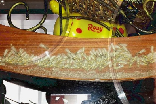 上河城白蚁成灾联名上书谁来管？春夏之际白蚁防治刻不容缓