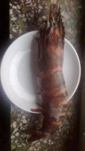 一斤25只的基围虾大不大呀,1斤基围虾可以出多少虾肉