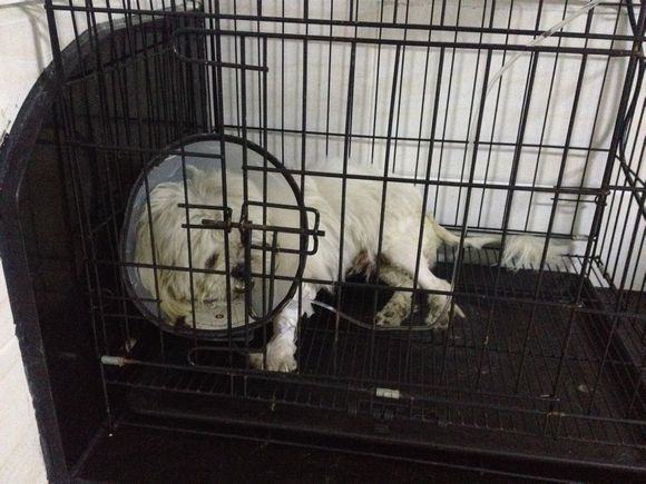 拯救狗狗不被蜜蜂蜇,拯救狗狗原版