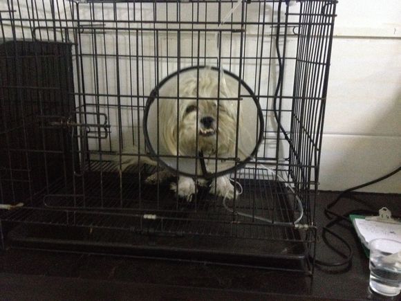 拯救狗狗不被蜜蜂蜇,拯救狗狗原版