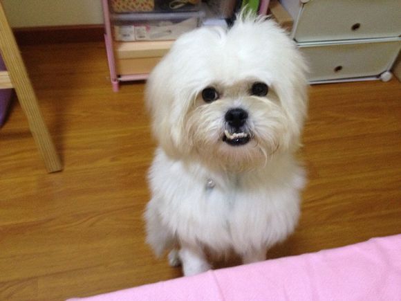 拯救狗狗不被蜜蜂蜇,拯救狗狗原版