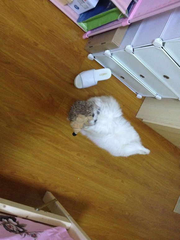 拯救狗狗不被蜜蜂蜇,拯救狗狗原版