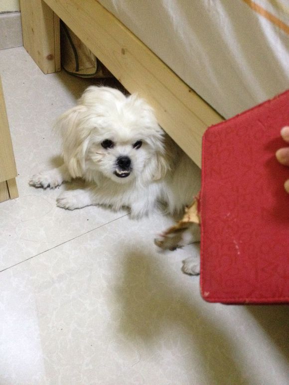 拯救狗狗不被蜜蜂蜇,拯救狗狗原版