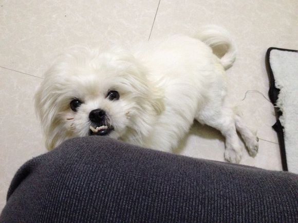 拯救狗狗不被蜜蜂蜇,拯救狗狗原版