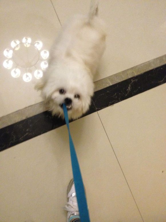 拯救狗狗不被蜜蜂蜇,拯救狗狗原版