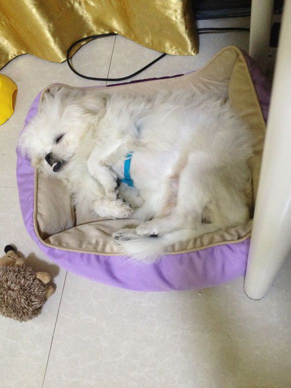 拯救狗狗不被蜜蜂蜇,拯救狗狗原版