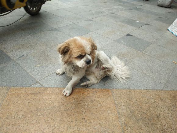 拯救狗狗不被蜜蜂蜇,拯救狗狗原版