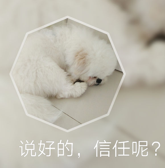 拯救狗狗不被蜜蜂蜇,拯救狗狗原版