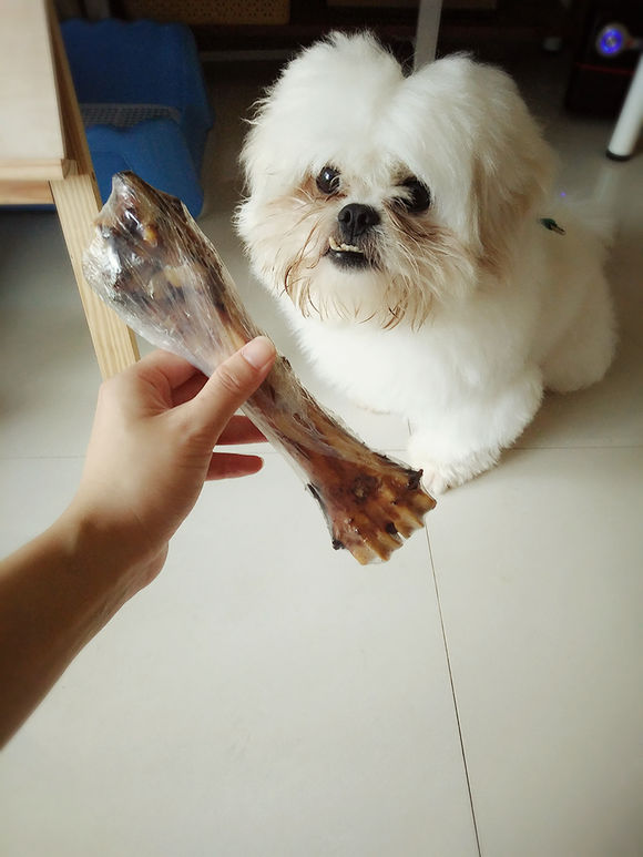 拯救狗狗不被蜜蜂蜇,拯救狗狗原版