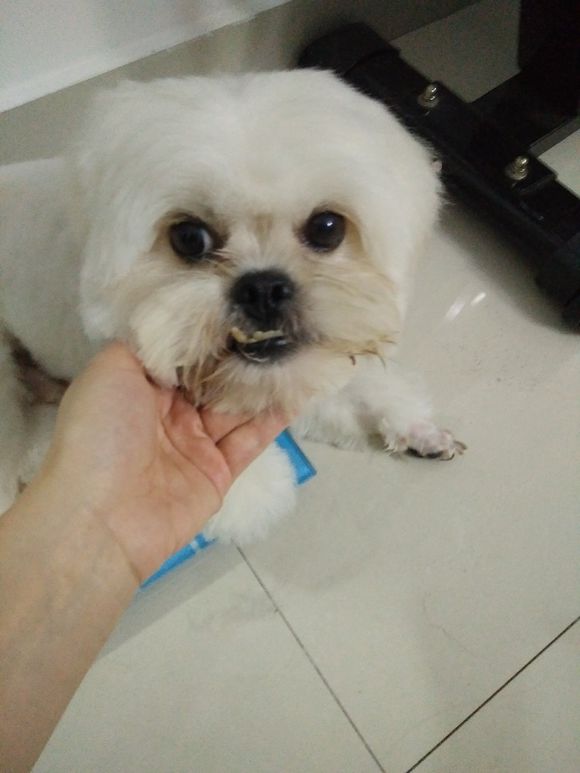 拯救狗狗不被蜜蜂蜇,拯救狗狗原版