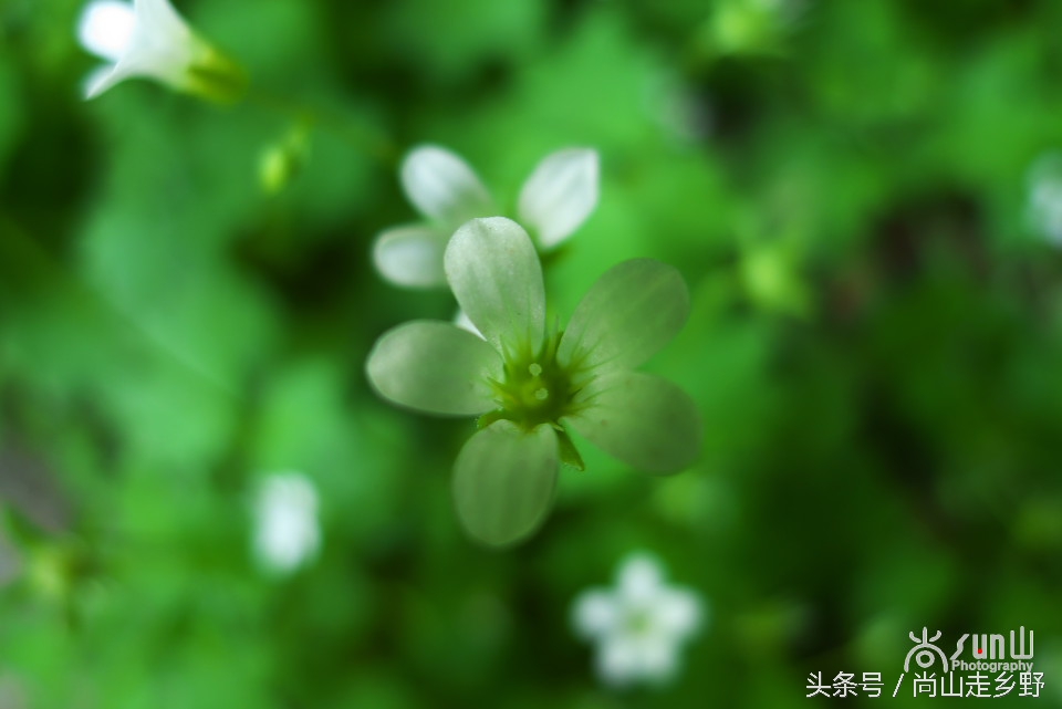 据说这种植物可以来治病英语,一种草对荨麻疹有特效