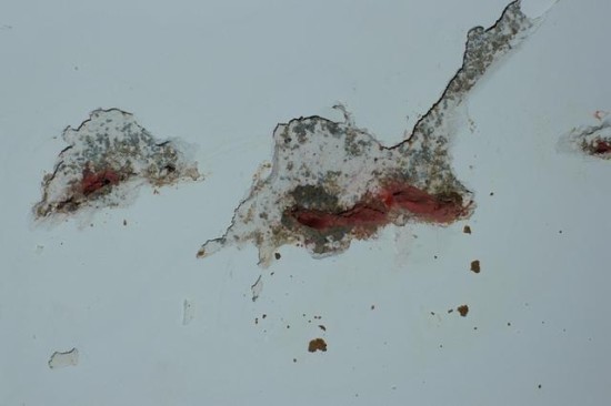 上河城白蚁成灾联名上书谁来管？春夏之际白蚁防治刻不容缓