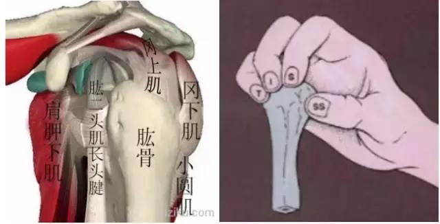 肩部撞击症,肩部撞击怎么康复