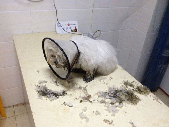 拯救狗狗不被蜜蜂蜇,拯救狗狗原版