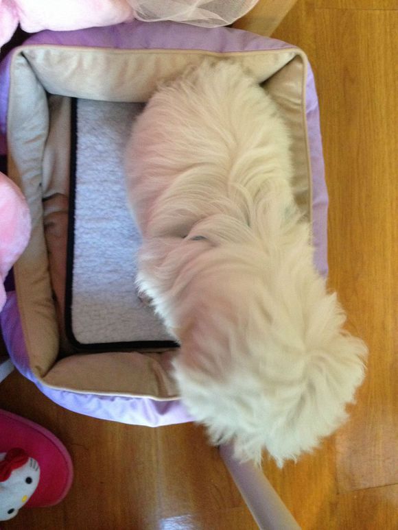 拯救狗狗不被蜜蜂蜇,拯救狗狗原版