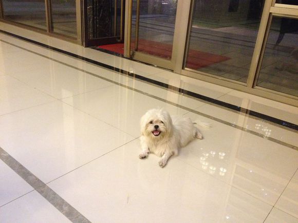 拯救狗狗不被蜜蜂蜇,拯救狗狗原版