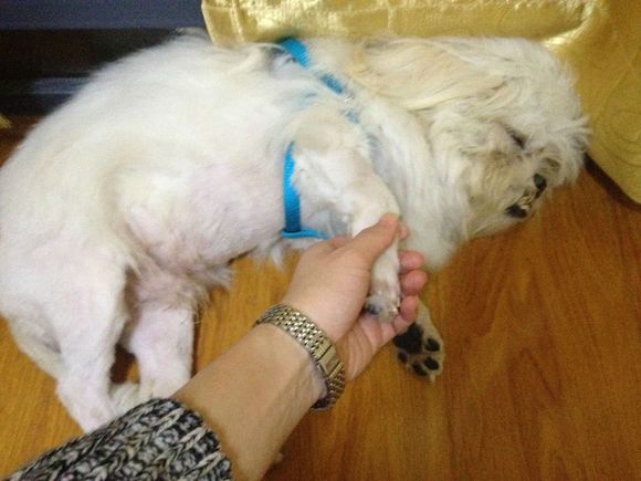 拯救狗狗不被蜜蜂蜇,拯救狗狗原版