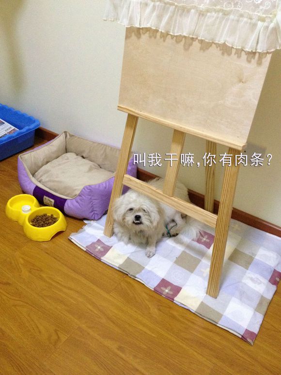 拯救狗狗不被蜜蜂蜇,拯救狗狗原版