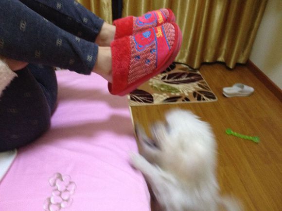 拯救狗狗不被蜜蜂蜇,拯救狗狗原版