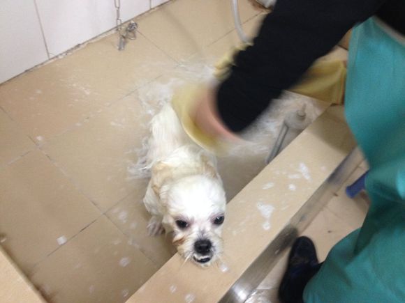 拯救狗狗不被蜜蜂蜇,拯救狗狗原版