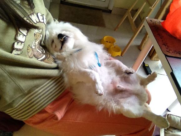 拯救狗狗不被蜜蜂蜇,拯救狗狗原版