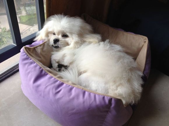 拯救狗狗不被蜜蜂蜇,拯救狗狗原版