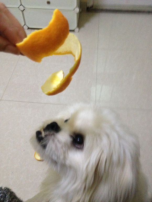 拯救狗狗不被蜜蜂蜇,拯救狗狗原版