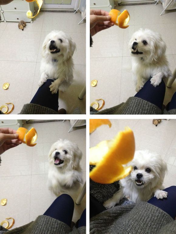 拯救狗狗不被蜜蜂蜇,拯救狗狗原版