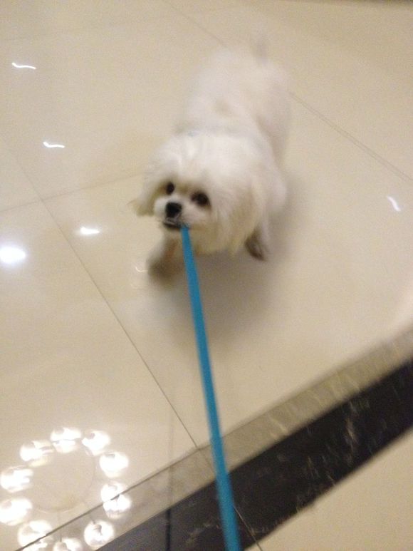 拯救狗狗不被蜜蜂蜇,拯救狗狗原版