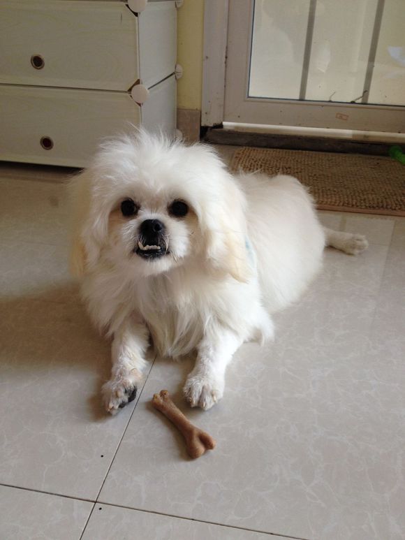 拯救狗狗不被蜜蜂蜇,拯救狗狗原版